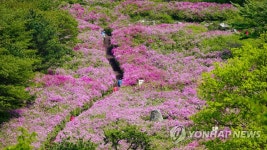 철쭉 만개한 봉화산