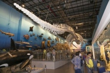 대왕고래 vs 거대공룡…자연계 최강자 해남서 가린다