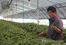 깻잎 따기 한창