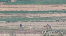 북한 들녘 소달구지