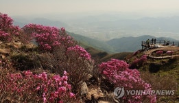 지리산 노고단에 만개한 진달래꽃