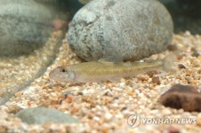 멸종위기 1급 민물고기 여울마자 1천여마리 경남 남강에 방류