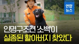 [영상] 인명구조견 소백이 실종된 할아버지 찾았다