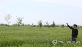 봄처럼 푸른 청보리밭