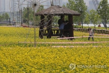 유채꽃 가득한 구리 한강시민공원