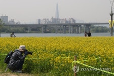 유채꽃 가득한 구리 한강시민공원