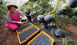 블루베리 한가득 수확했어요