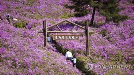 장수 봉화산에 펼쳐진 분홍카펫