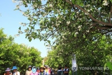 감귤 꽃향기 속으로…제주 감귤꽃길 걷기행사 열려