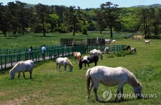 한라산 중턱 초원서 풀 뜯는 제주마