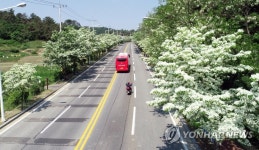 5·18묘지 가는 길에 피어난 이팝나무꽃