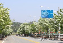 5·18묘지 가는 길의 이팝나무꽃