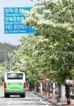 5·18묘지 가는 길의 이팝나무꽃