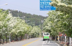 5·18묘지 가는 길의 이팝나무꽃