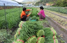 [카메라뉴스] 제철 맞은 옥천 부추…수확 한창