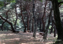 파주삼릉 치유의 숲길 피톤치드 쉼터
