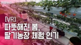 [VR] 딸기 따고 아기 염소랑 놀고…딸기농장 체험