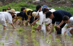 송포호미걸이 모내기