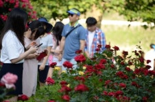 진한 꽃향기 취해 보세요…25일 단양서 장미길 향연