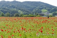 원주 용수골 꽃양귀비 축제 25일 개막