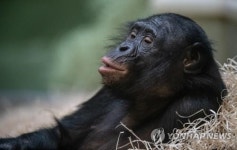 아들 짝짓기도 엄마가 도와야…어미 보노보의 과한 자식사랑