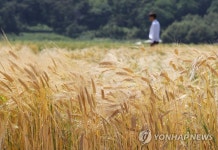 소만에 흔들리는 보리