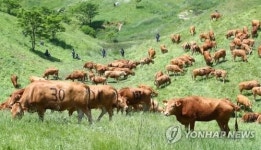 올해 첫 대관령 한우 300마리 방목