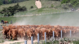 초원 향해 달리는 한우들