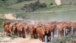 축사에서 해방된 한우들