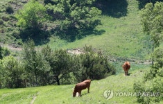 한우의 봄 나들이