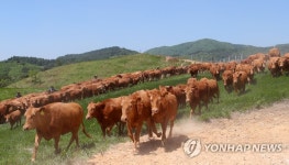 우리는 우(牛)사인볼트