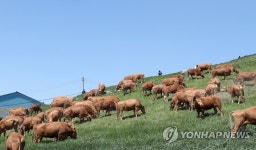 초원 위 풀 뜯는 한우들