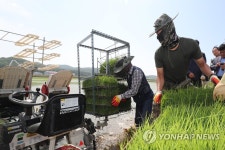 모내기하는 백령도 주민들