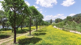 가평군, 자라섬 남도에 5만㎡ 꽃 테마공원 조성