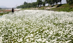 서산 용장천에 봄꽃 활짝