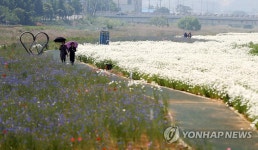 서산 용장천에 봄꽃 활짝