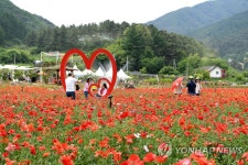 꽃양귀비 보러 오세요
