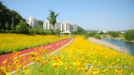 안동 낙동강변에 노란 물결