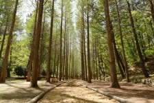 입소문으로 퍼진 울산 유일 메타세쿼이아 길 인기