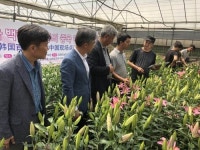 강원도가 자체 개발한 백합 품종 중국서 호평