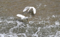 네이버 검색 결과 사진 6