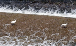 백로들의 피서법