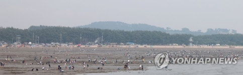 태안 몽산포해변 조개 캐기 체험객 인산인해