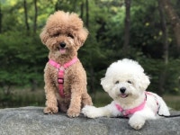 퇴근길 주문하면 1시간 안에 도착…진화하는 반려동물 서비스