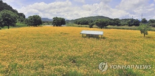 순창읍 경천에 샛노란 금계국 만개