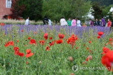 보랏빛 라벤더와 붉은 꽃양귀비