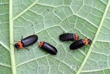청도 운문산에서 반딧불이 체험하세요