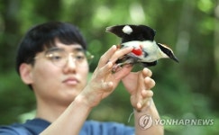 [카메라뉴스] 제주야생동물구조센터, 구조된 멸종위기종 팔색조 방사