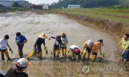 모내기하는 상월초 학생들