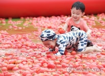여기가 토마토 천국